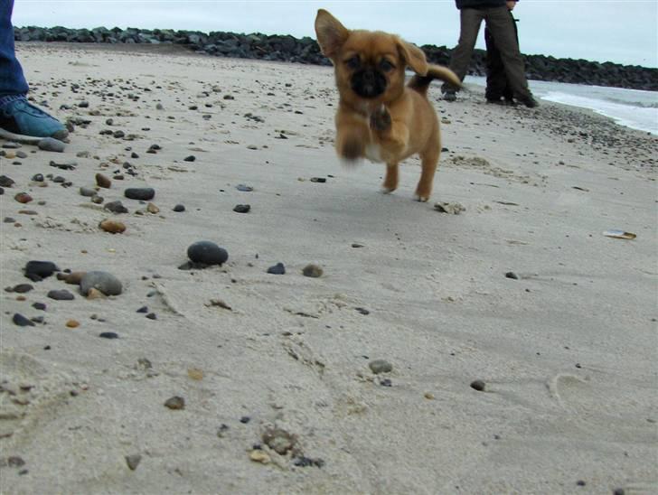 Blanding af racer Bonnie - Fuld fart fremaf... billede 15