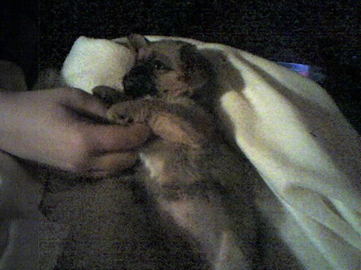 Blanding af racer Bonnie billede 16