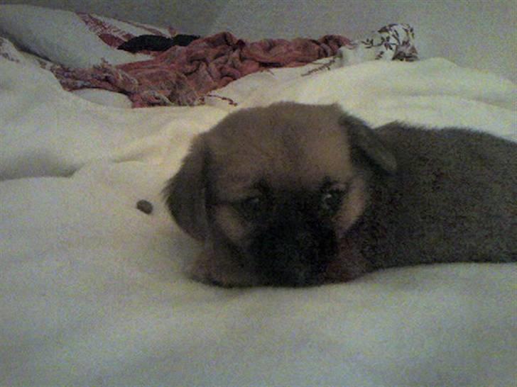 Blanding af racer Bonnie billede 17