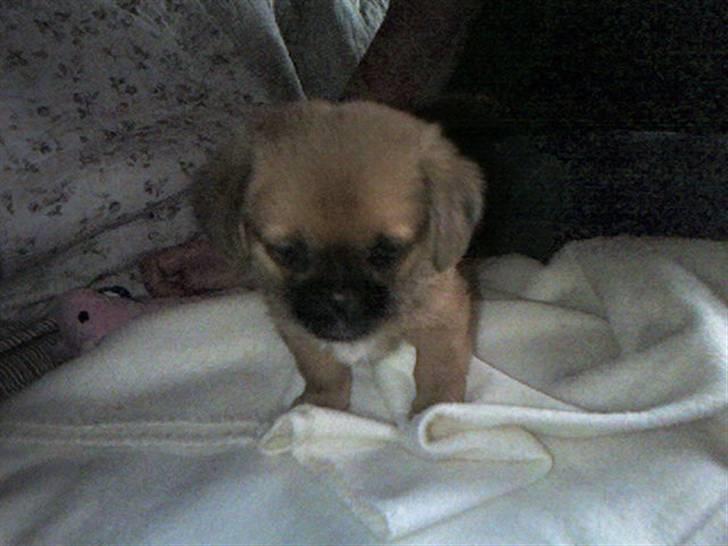 Blanding af racer Bonnie - lille bitte mig.. Kun 9-10 uger gammel.. billede 18