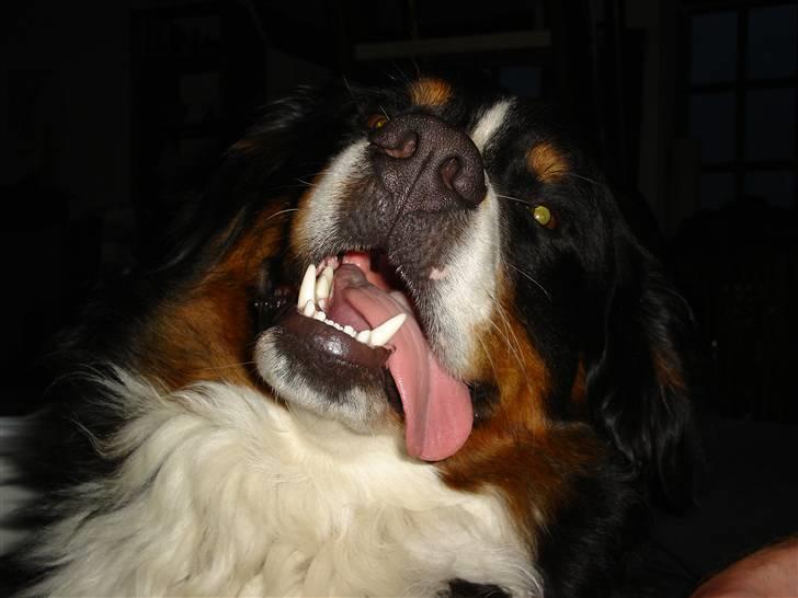 Berner sennenhund BASTIAN billede 11