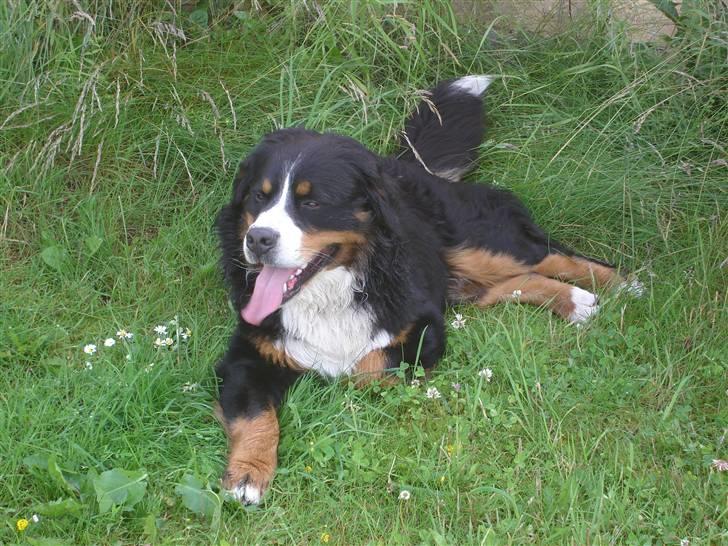 Berner sennenhund BASTIAN billede 12