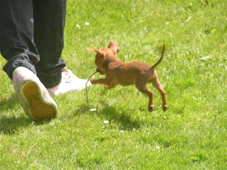 Chihuahua Gucci billede 3