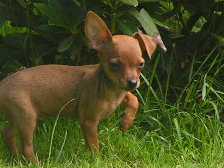 Chihuahua Gucci billede 4