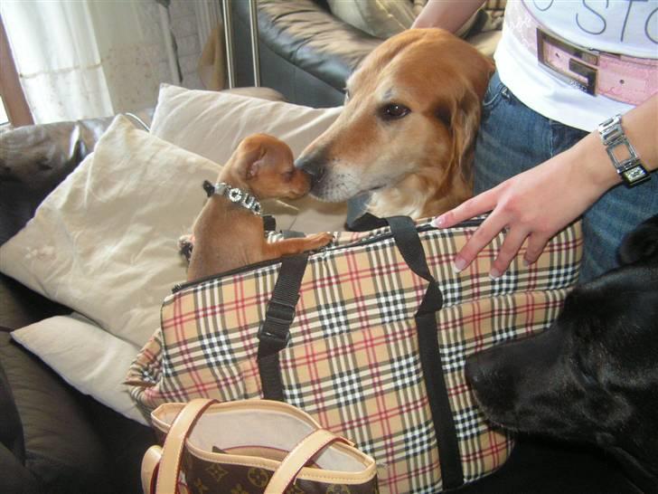 Chihuahua Gucci billede 5