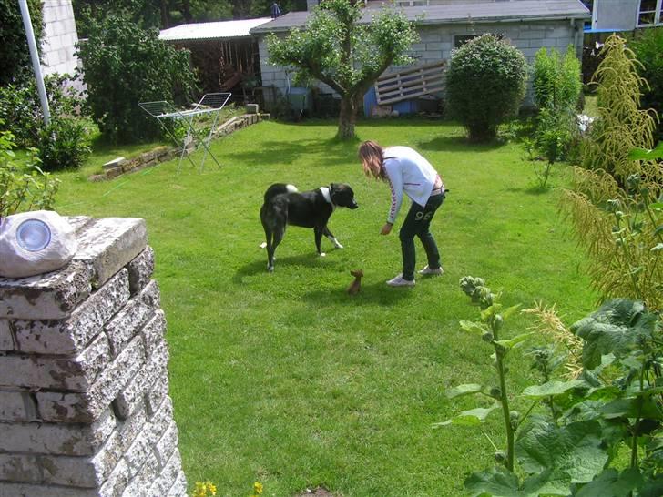 Chihuahua Gucci - størrelses forskel..? ;) billede 6