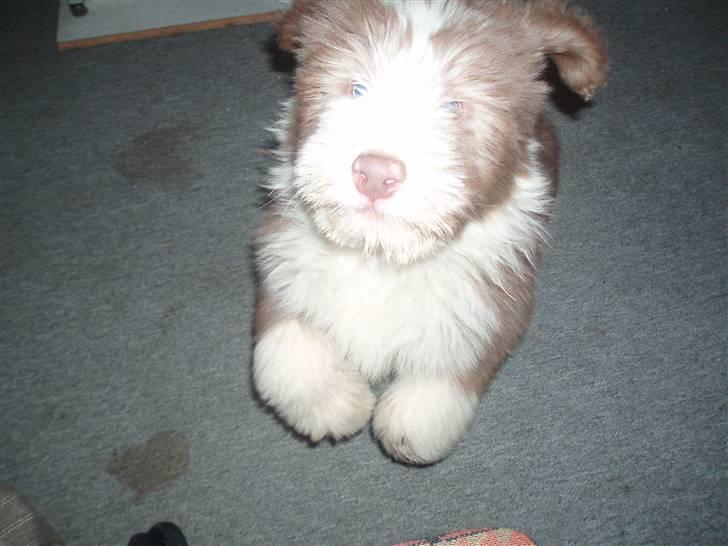 Bearded collie Lunte billede 1