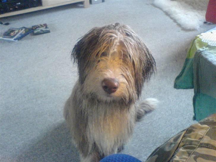 Bearded collie Lunte billede 3