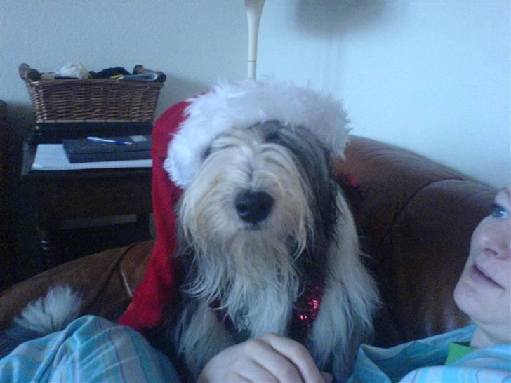 Bearded collie Vappe billede 15