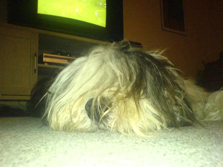 Bearded collie Vappe billede 16