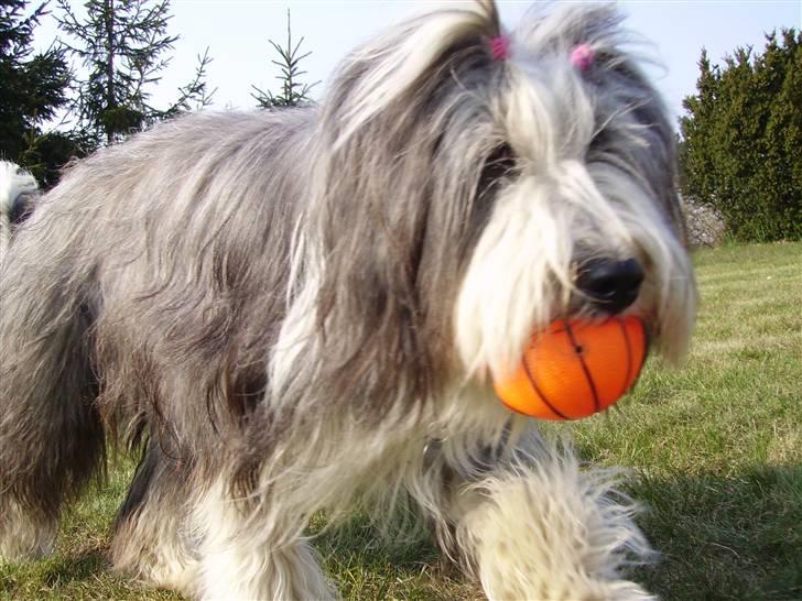 Bearded collie Vappe billede 17