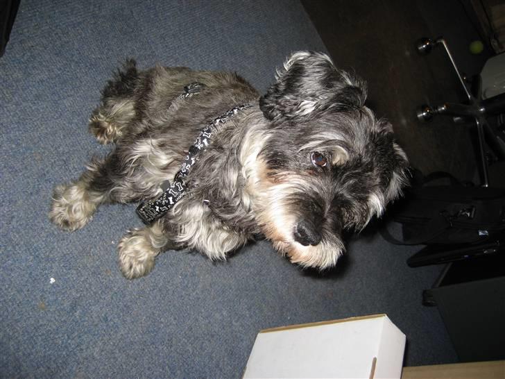 Dvaergschnauzer Copy billede 6