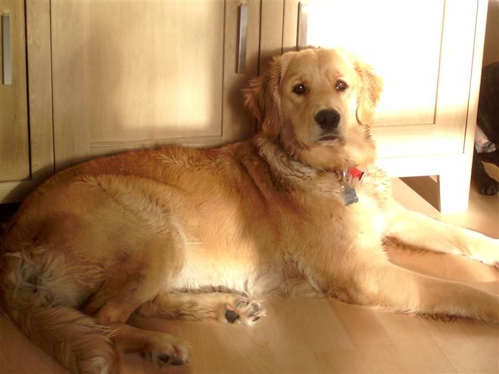 Golden retriever * Molly * billede 1
