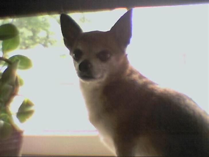 Chihuahua Chark billede 10