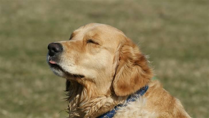 Golden retriever * Molly * billede 2