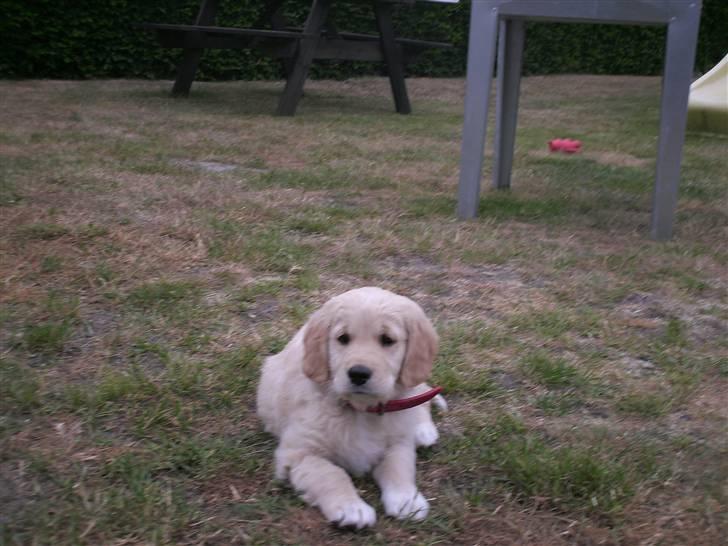 Golden retriever * Molly * billede 3