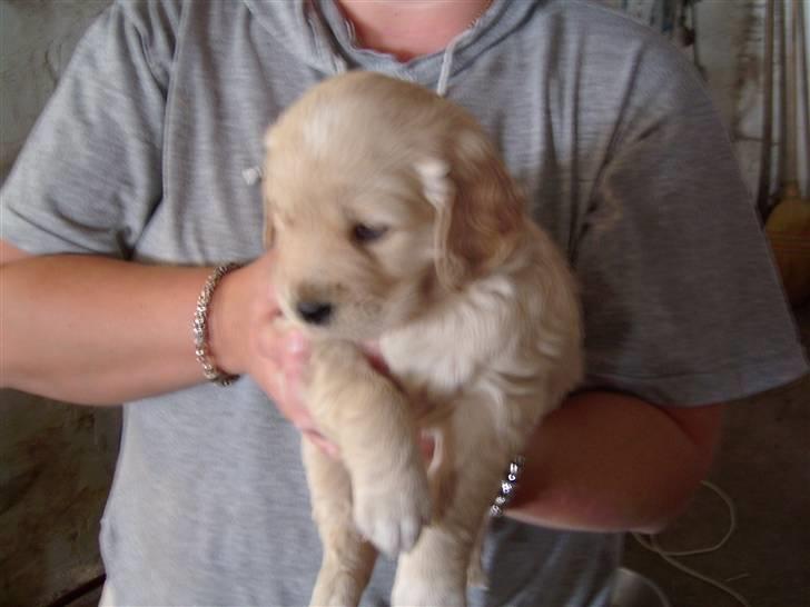 Golden retriever * Molly * billede 4
