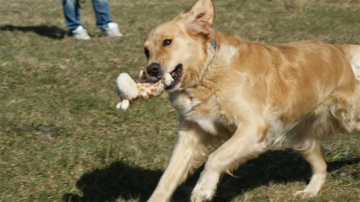 Golden retriever * Molly * billede 5