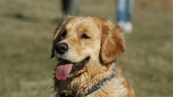 Golden retriever * Molly * billede 6