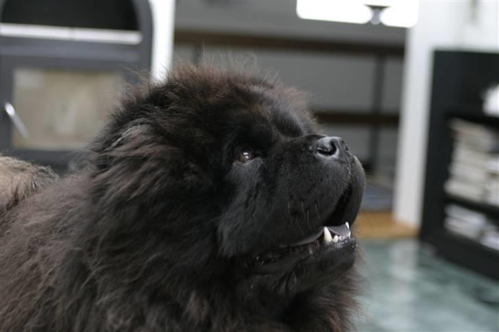 Chow chow Balder/ Incipit Que Feliz billede 15