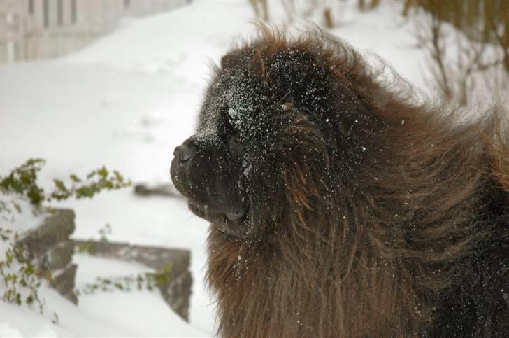 Chow chow Balder/ Incipit Que Feliz billede 16