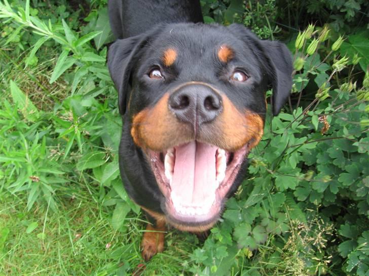 Rottweiler Buller - Får jeg snart den godbid mor? Buller ½år. billede 18