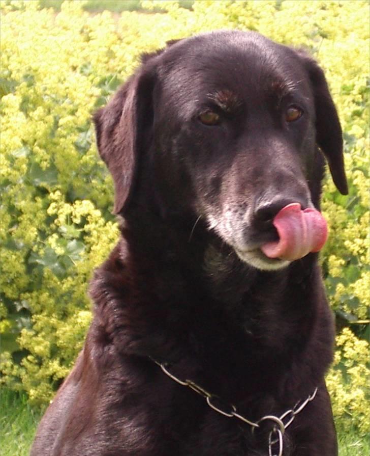 Labrador retriever Lego - Mums! billede 19