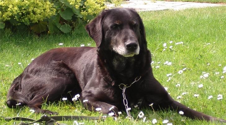 Labrador retriever Lego billede 20