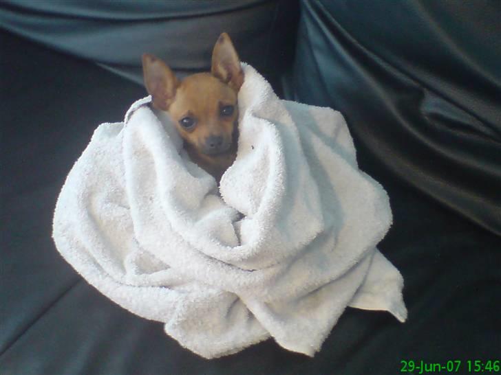 Blanding af racer |Chi/DP| Lasse prinsen - jeg var bare lige i bad, så nu hygger jeg i håndklædet  billede 9