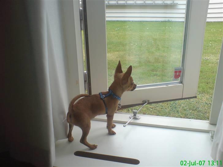 Blanding af racer |Chi/DP| Lasse prinsen - d. 2/7-07 - jeg holder bare lige vagt så der ikk er nogen der kommer og tar far og moar billede 10