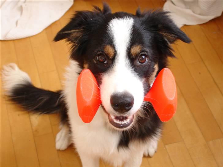 Border collie Poncho billede 1