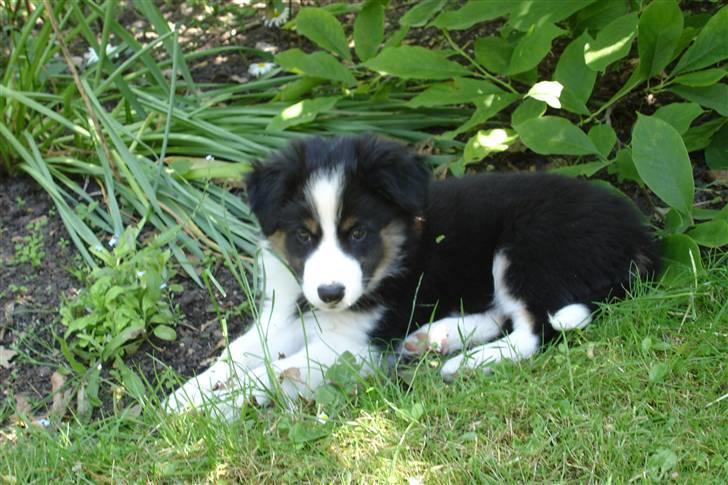 Border collie Poncho billede 5