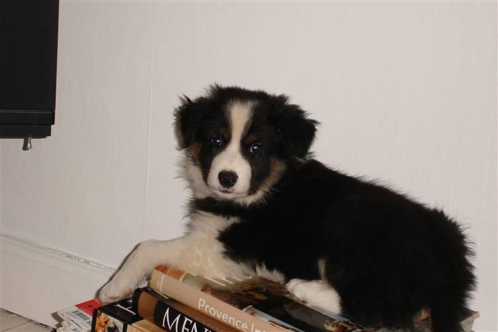 Border collie Poncho billede 7