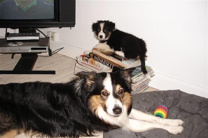 Border collie Poncho billede 8