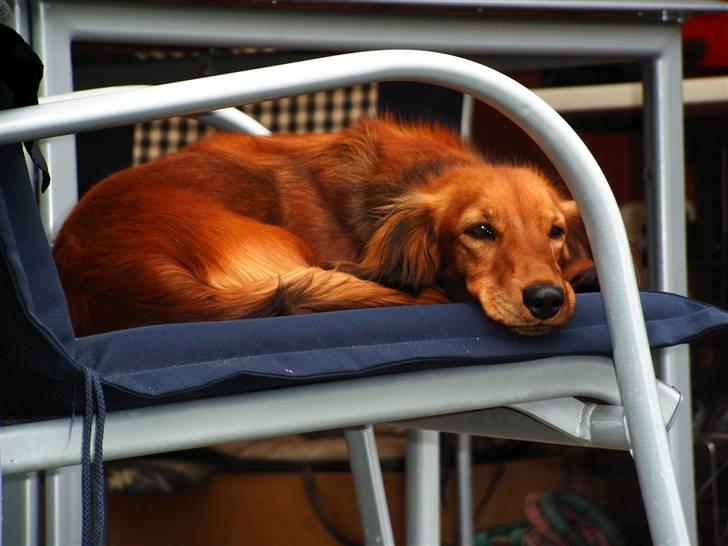 Gravhund Opalina's Alyssa Milano - Jeg tager lige en lille lur efter en lang gåtur billede 3