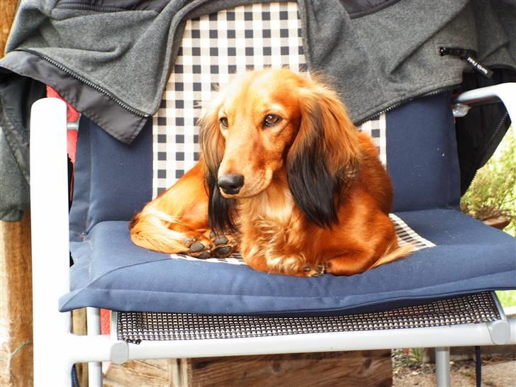 Gravhund Opalina's Alyssa Milano - Tager du nu flere billeder? billede 4