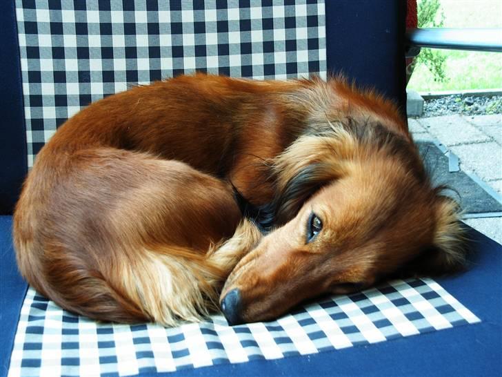 Gravhund Opalina's Alyssa Milano - Er du snart færdig med det kamera..... billede 5