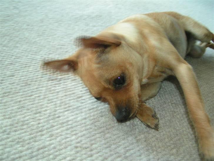 Chihuahua santino billede 13