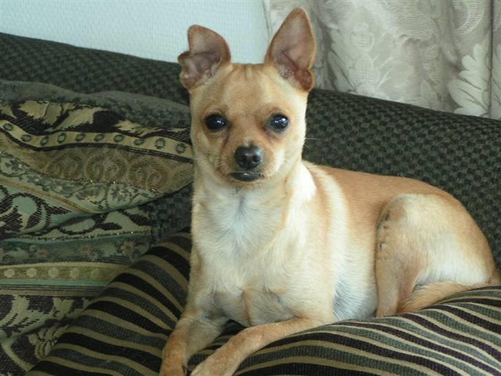 Chihuahua santino billede 14