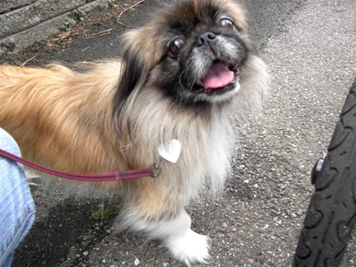 Pekingeser Sille billede 1