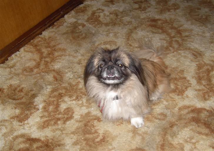 Pekingeser Sille billede 3