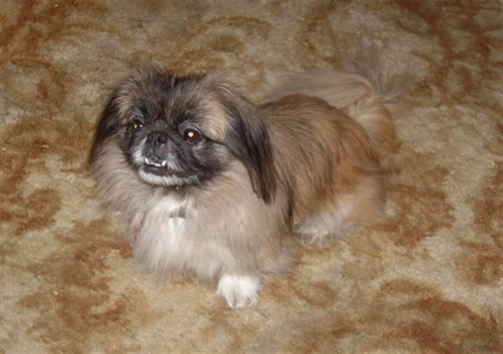 Pekingeser Sille billede 4