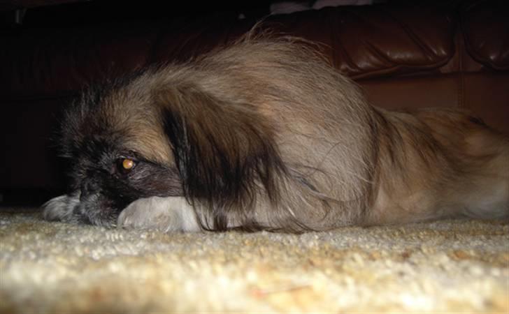 Pekingeser Sille billede 5