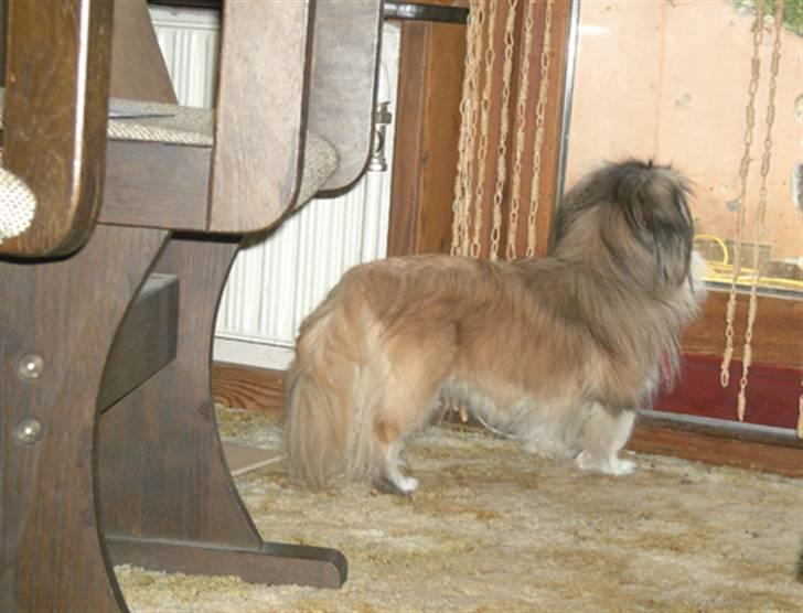 Pekingeser Sille billede 7