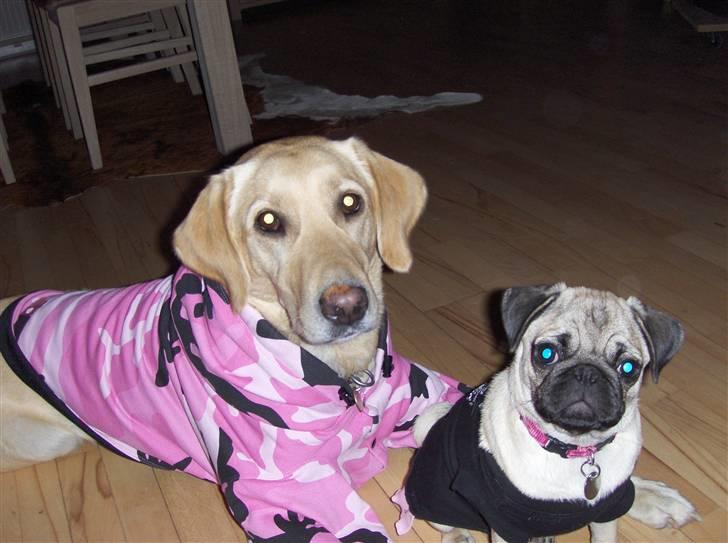 Labrador retriever Zitta billede 1