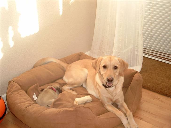 Labrador retriever Zitta billede 2