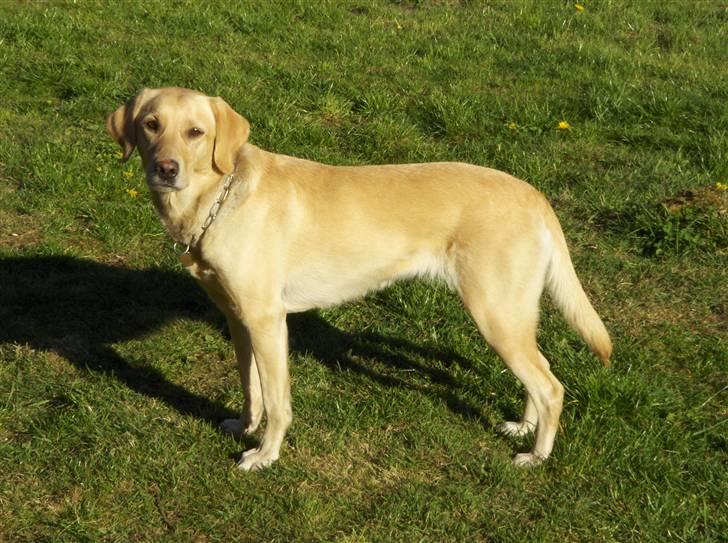 Labrador retriever Zitta billede 3