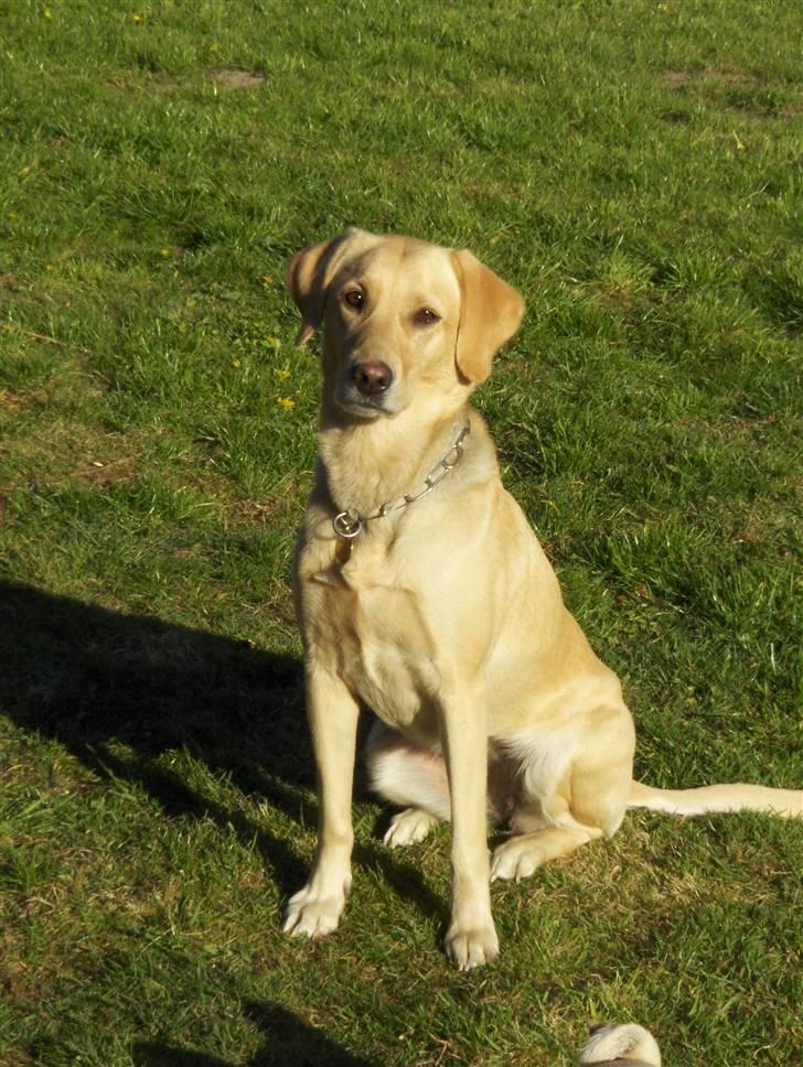 Labrador retriever Zitta billede 4