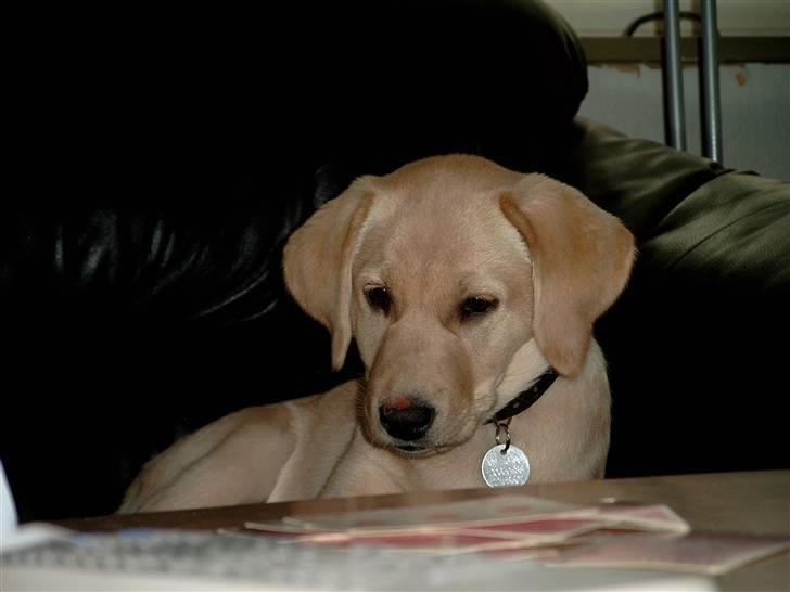 Labrador retriever Zitta billede 5