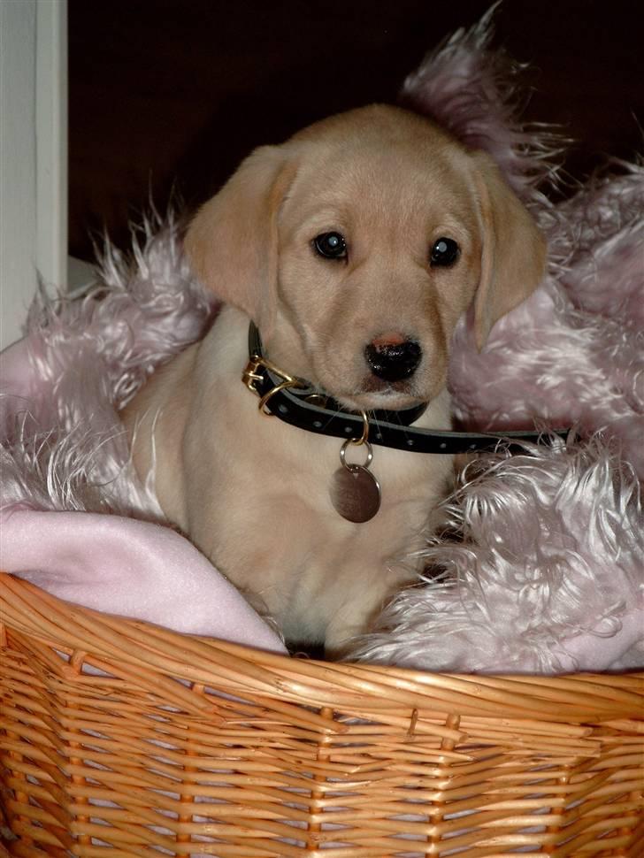 Labrador retriever Zitta billede 6